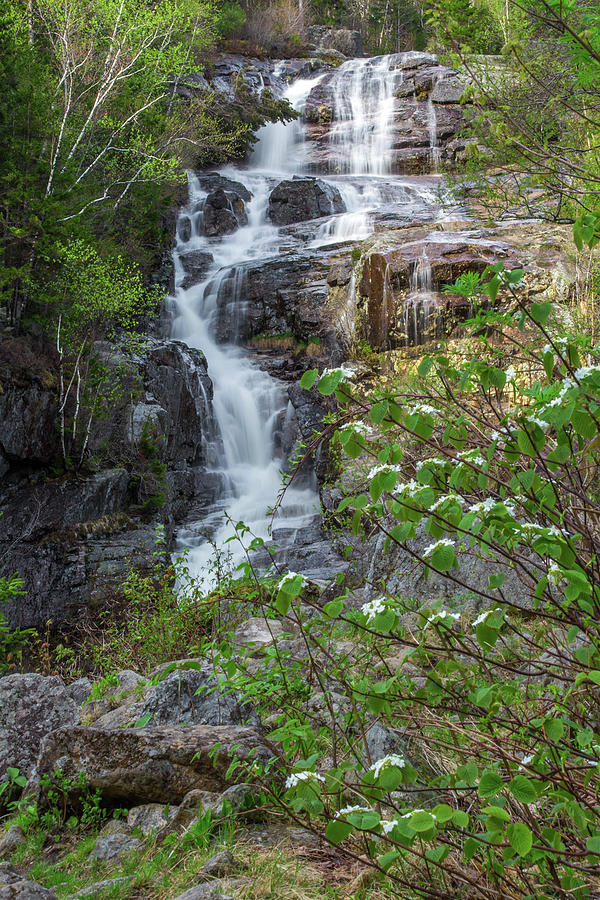 Silver Cascade Spring Photograph by White Mountain Images