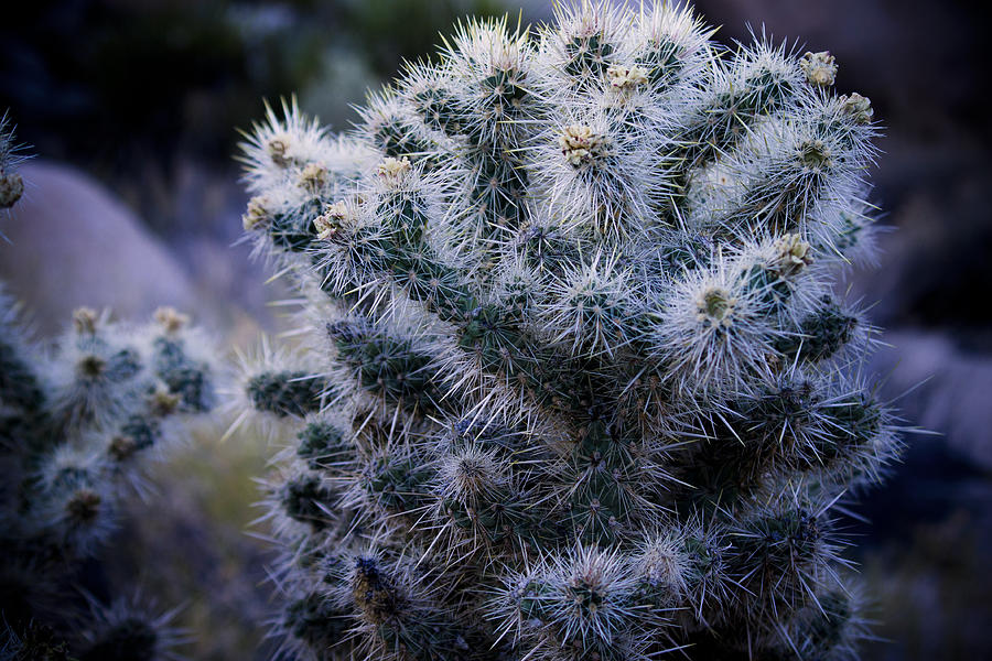 Silver Cholla Cactus Plant Joshua Tree National Park Desert Photograph ...