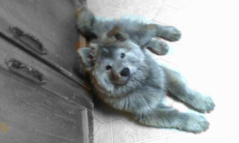 Silver coated chow and husky mix by Margret Anne Shifrin