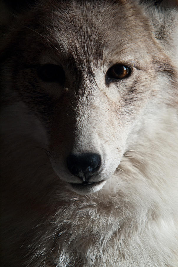 Silver Coyote Photograph by Douglas Barnett