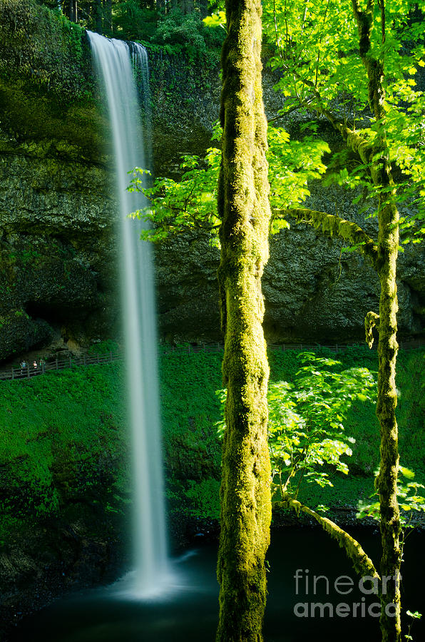 Tree Photograph - Silver Creek Falls Landscape by Nick Boren