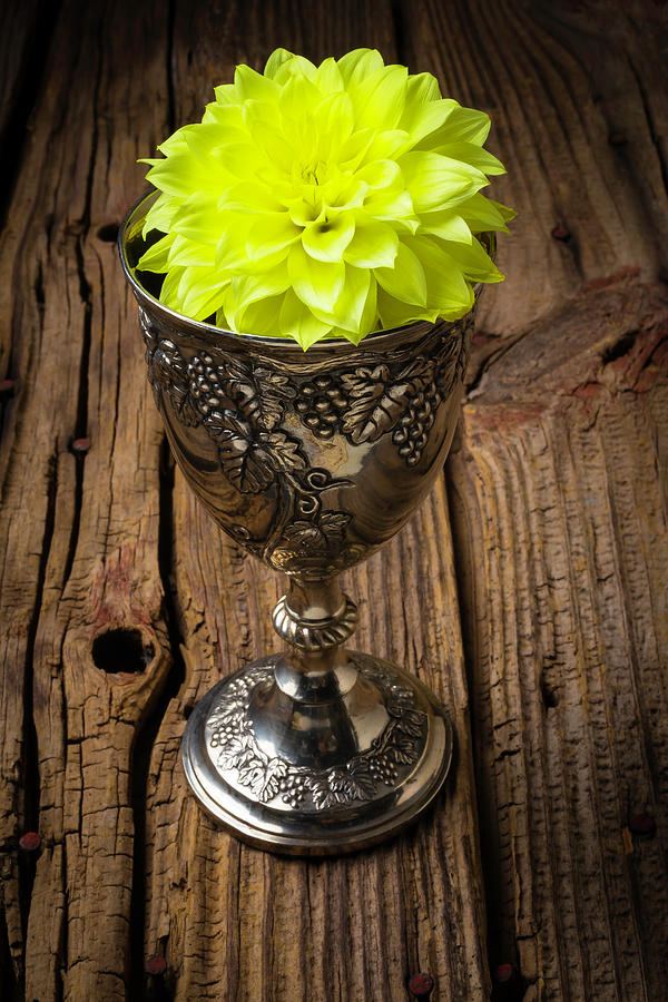 Silver Cup And Dahlia Photograph by Garry Gay