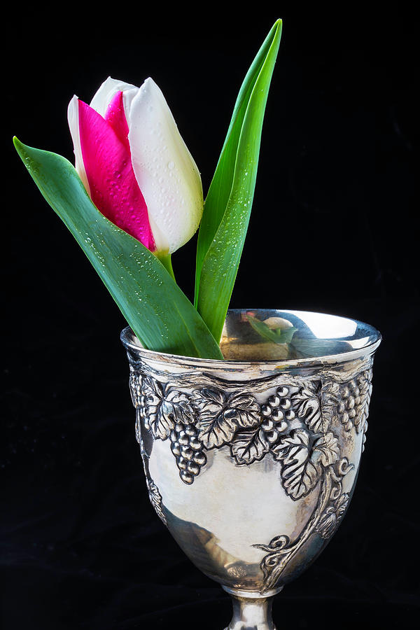 Silver Cup And Tulip Photograph by Garry Gay