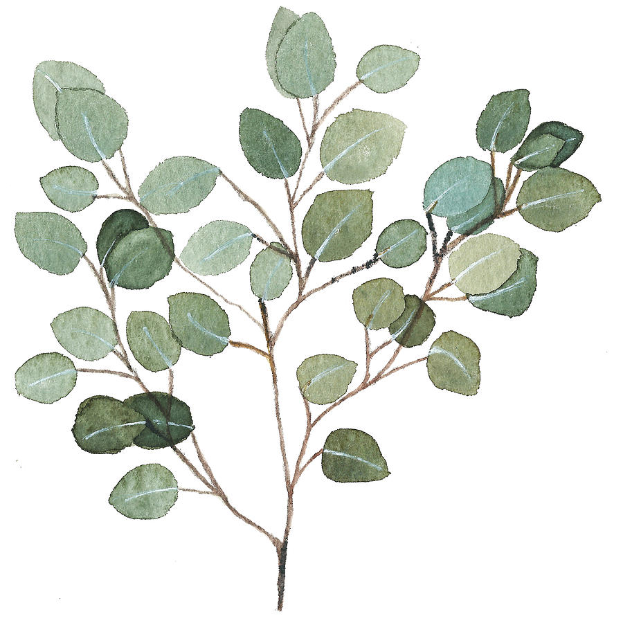  Silver Dollar Eucalyptus Painting by Garima Srivastava