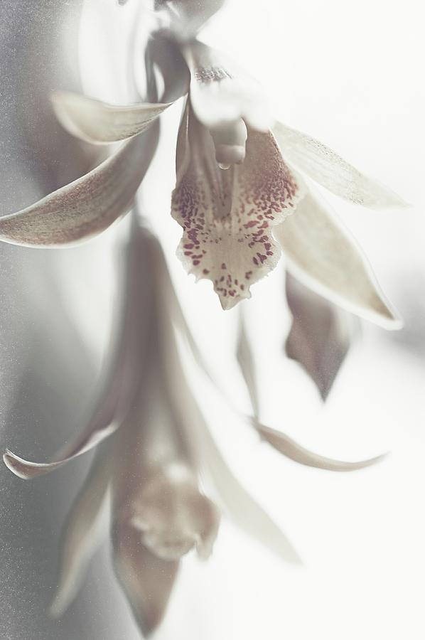 Orchid Photograph - Silver Echo by Jenny Rainbow