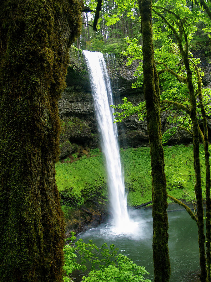 Silver Falls State Park Photograph by Steven Clark - Fine Art America