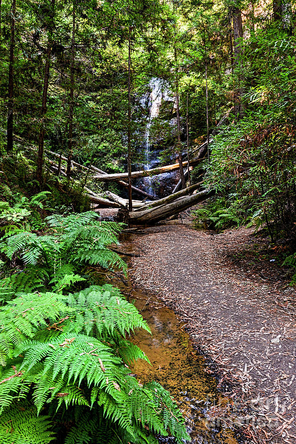 Silver falls_8775 Photograph by Baywest Imaging