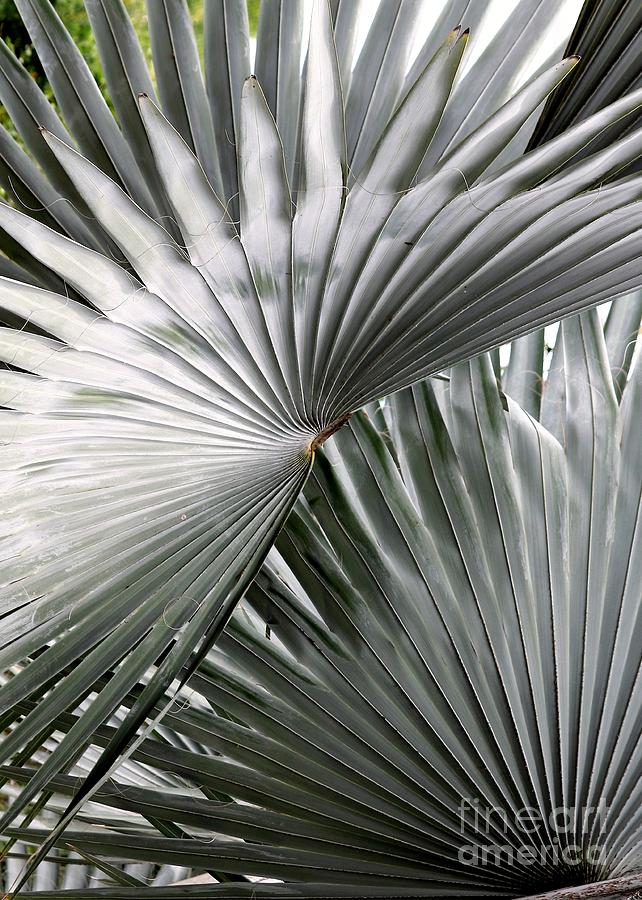 Silver Fan Palm Photograph