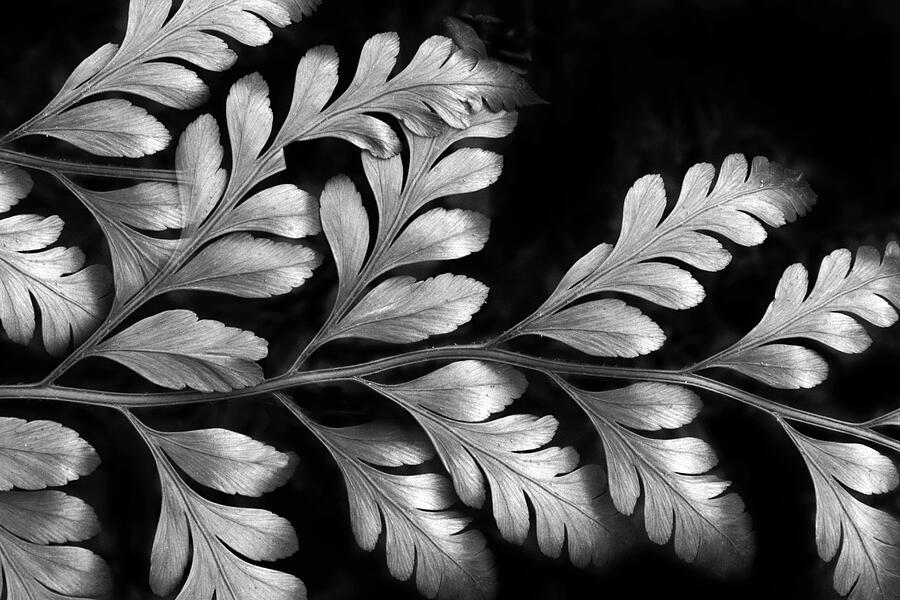 Silver fern Photograph by Jessica Jenney