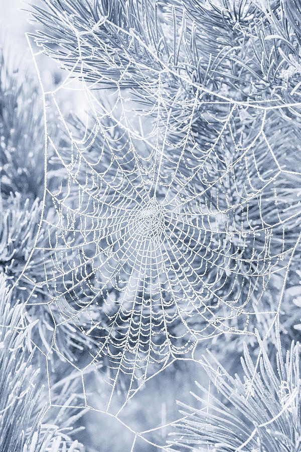 Silver Filigree Photograph by Iryna Goodall