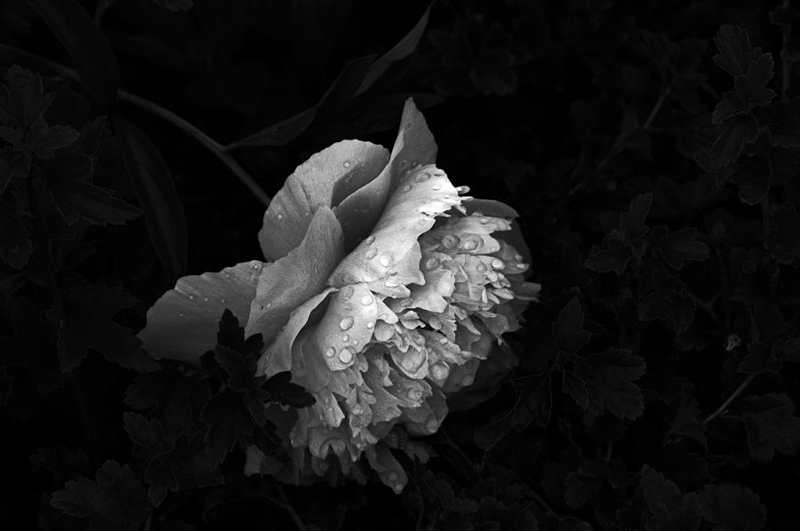 Black And White Photograph - Silver Flower by Jake Whalen