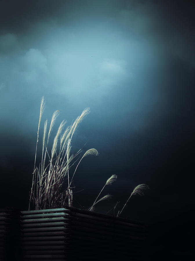Silver Grass Lightning Photograph by Yuka Kato