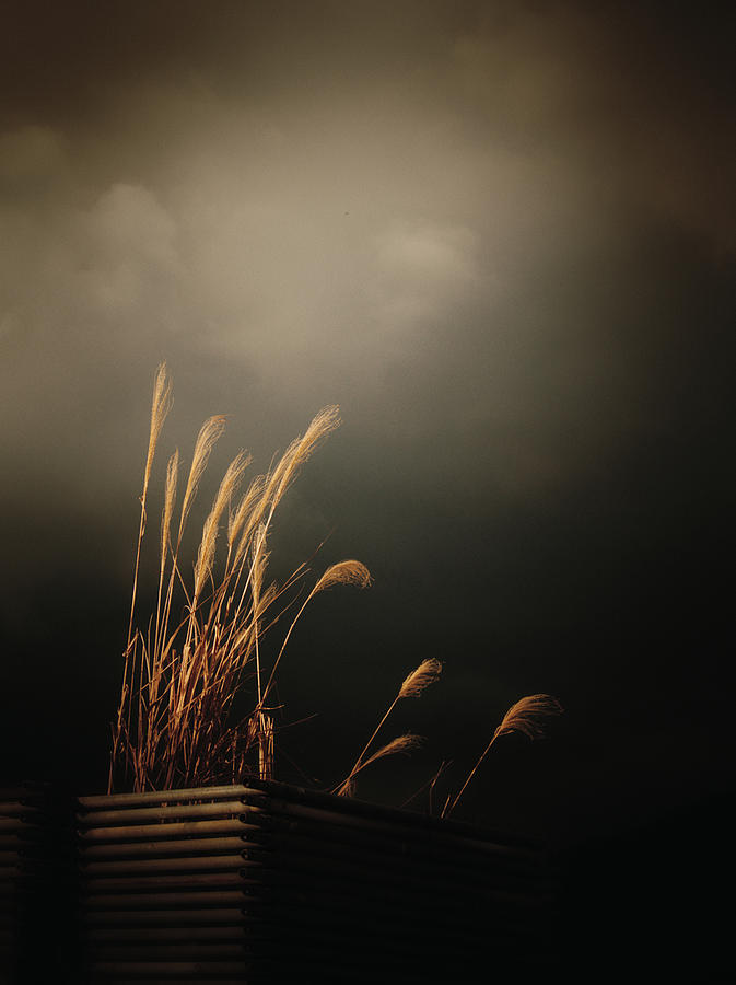 Silver Grass Photograph by Yuka Kato