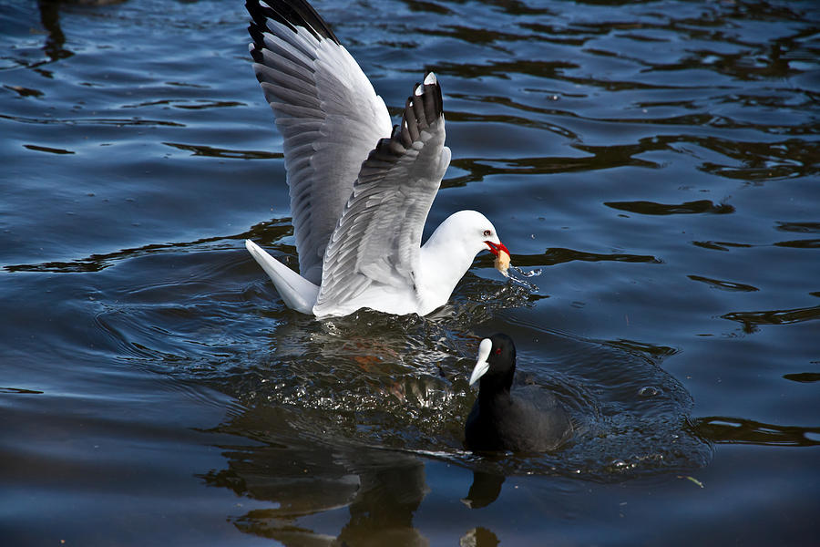 Silver Gull And Australian Coot Photograph by Miroslava Jurcik