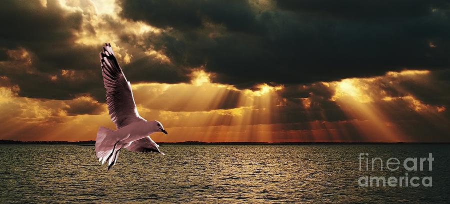 Sunset Photograph - Silver Gull and God Clouds - Sunset at Sea.Original east Australian photo art. by Geoff Childs