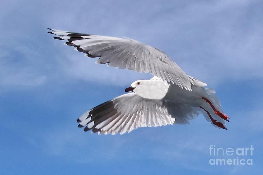Silver Gull in Full Flight in  Blue Sky.  Exclusive Original stock Photo Art  Photograph by Geoff Childs