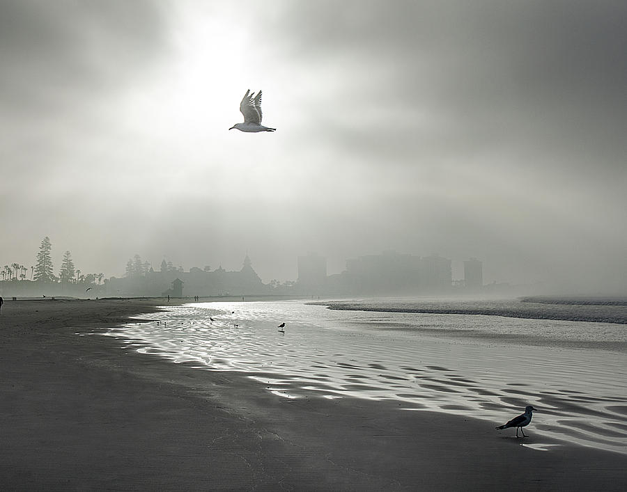 Silver Gull Photograph by JoAnn Silva