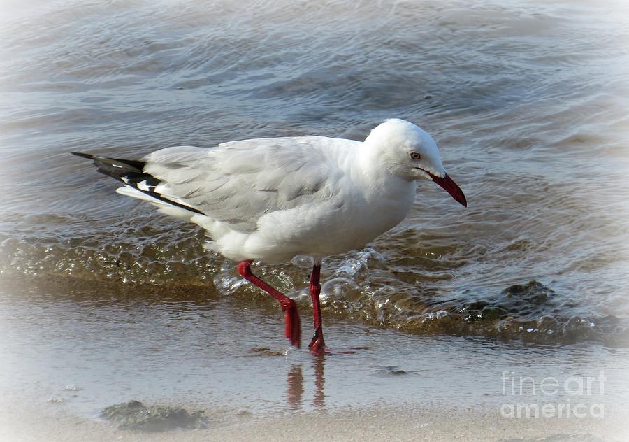 Silver Gull Strolling Photograph by Evie Hanlon
