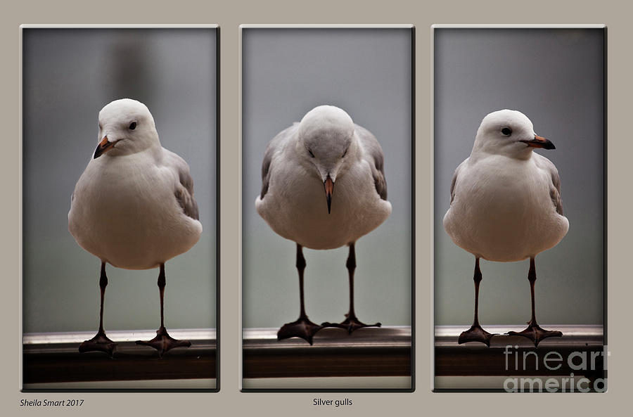 Silver gulls Photograph by Sheila Smart Fine Art Photography