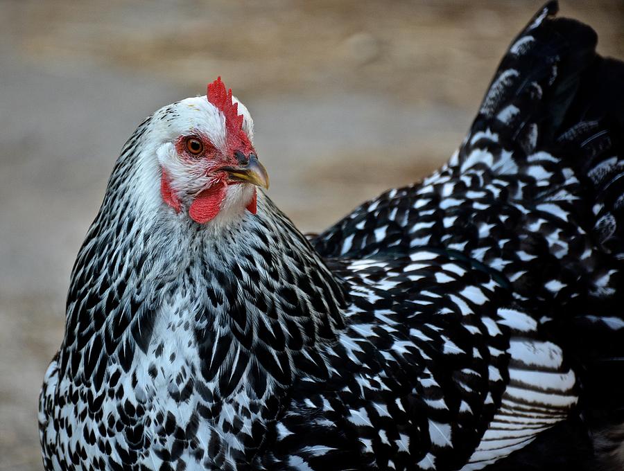 Silver Hen Photograph by Jordan Pierrotti