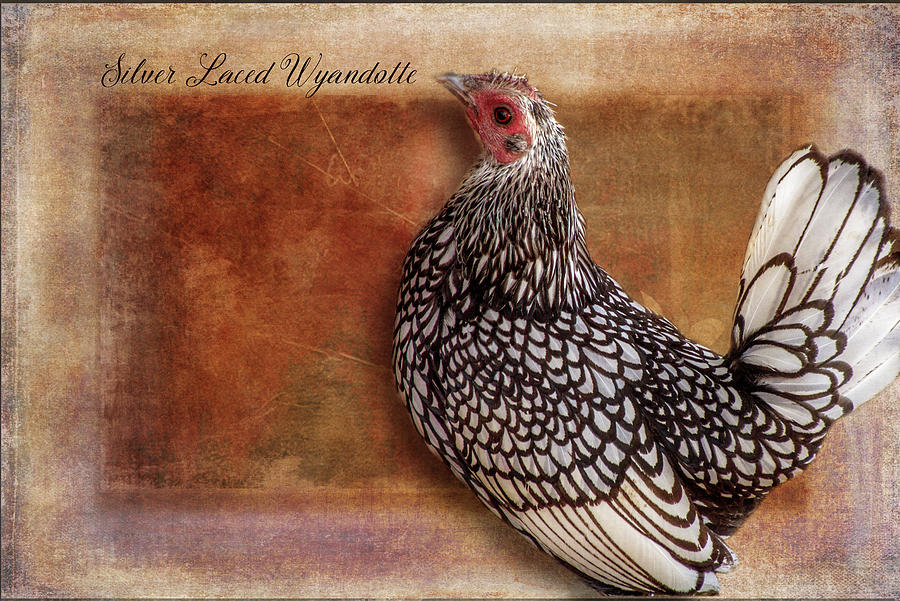 Chicken Digital Art - Silver Laced Wyandotte by Terry Davis
