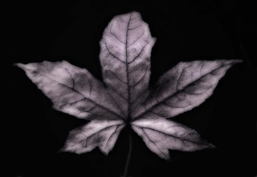 Silver Leaf Photograph by Nadja Drieling - Flower- Garden and Nature Photography - Art Shop