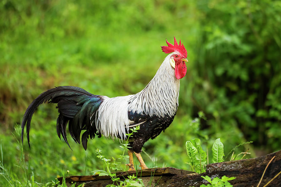Silver Leghorn Rooster  Photograph by Mircea Costina Photography