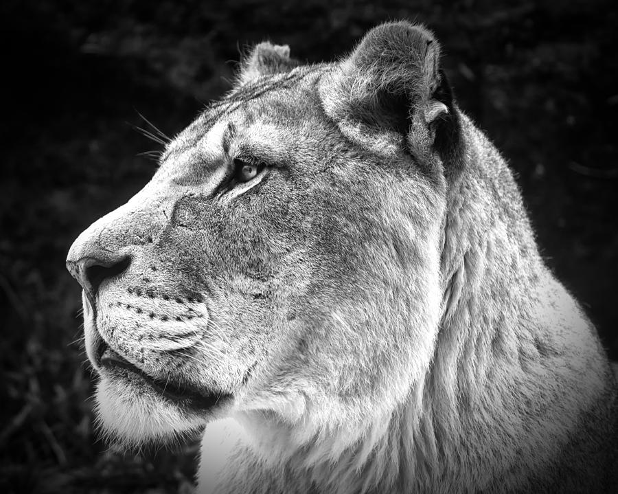 Animal Photograph - Silver Lioness  by Chris Boulton