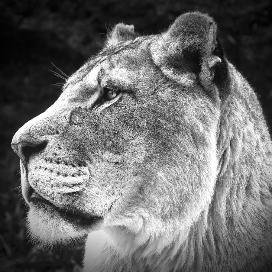 Silver Lioness - SquareFormat Photograph by Chris Boulton