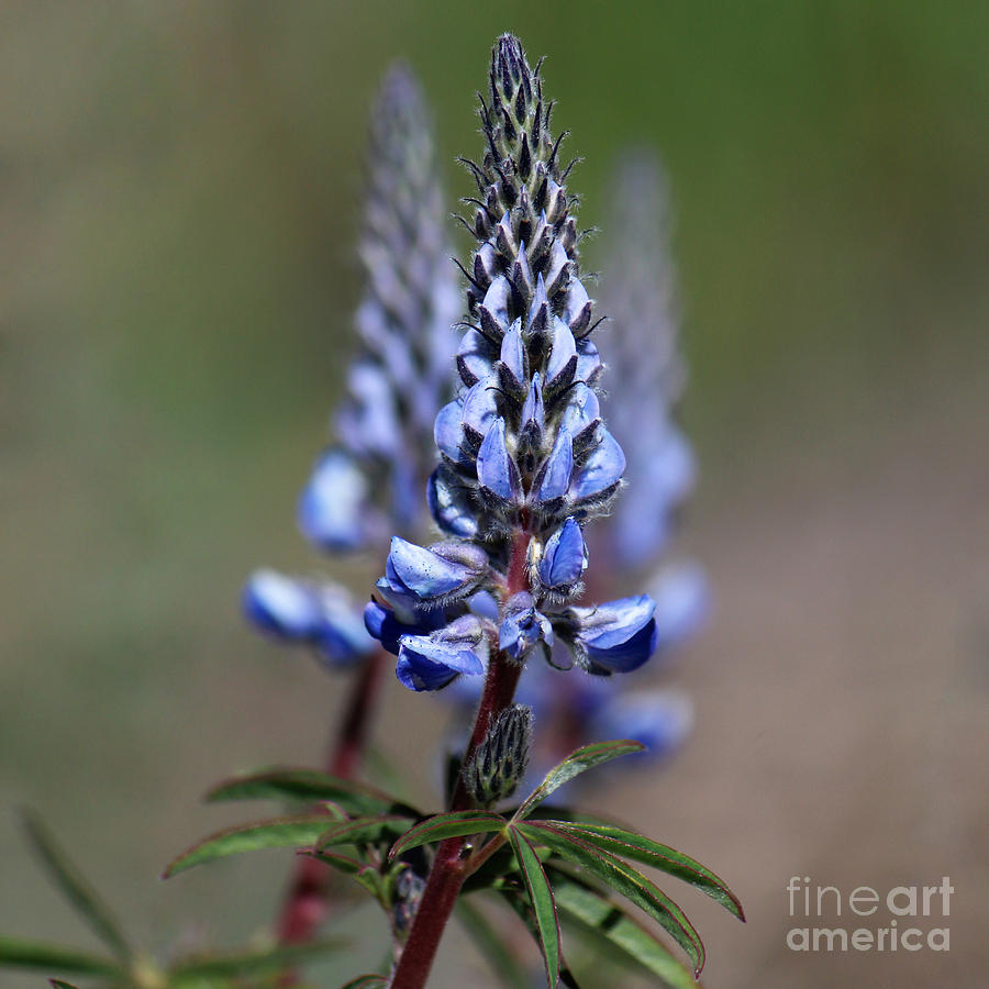 Silver Lupine Blue Flowers I by Jackie Farnsworth Silver Lupine Blue Flowers I by Jackie Farnsworth