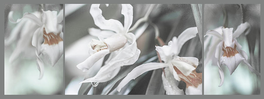 Silver Melody. Triptych Photograph