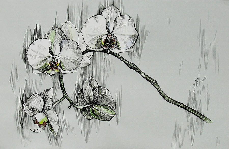 Silver Morning Orchids Drawing by Inga Vereshchagina