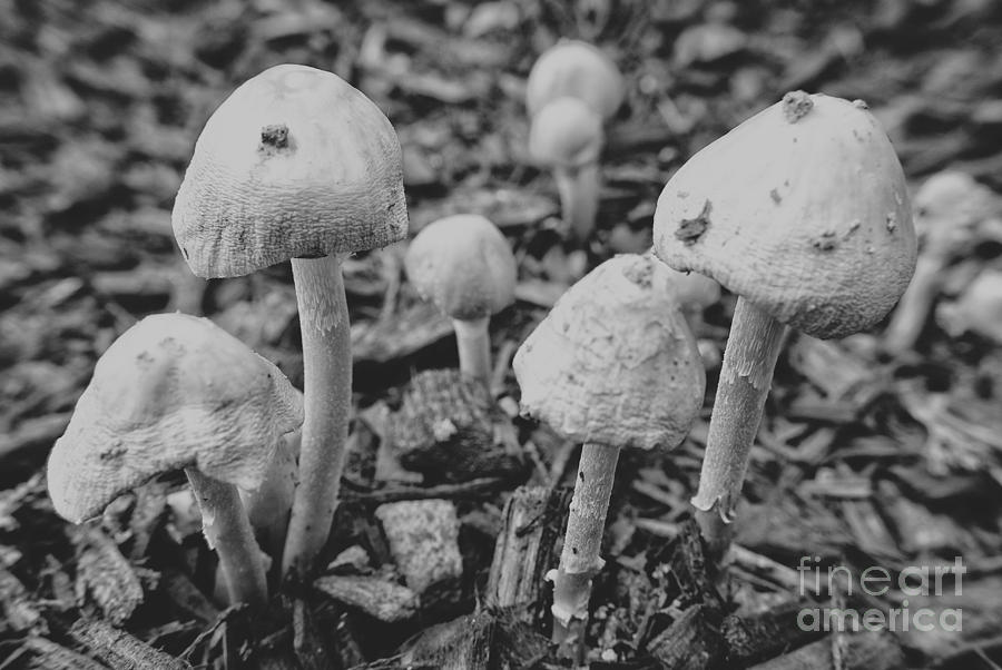 Mushroom Photograph - Silver Mushrooms 2 by Pittsburgh Photo Company