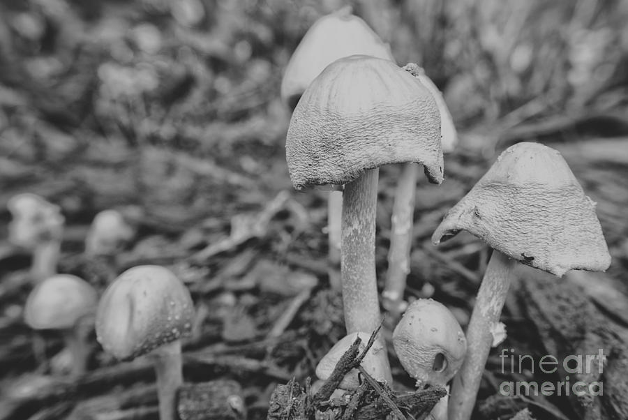 Mushroom Photograph - Silver Mushrooms by Pittsburgh Photo Company