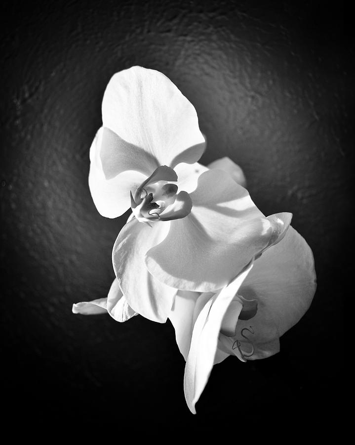 Silver Orchid Photograph By Carlos Zevallos - Fine Art America