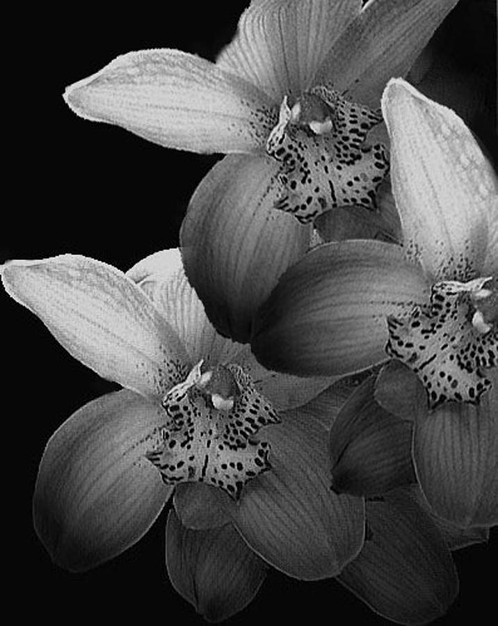 Silver Orchids Photograph by Carole Ciambrone - Fine Art America