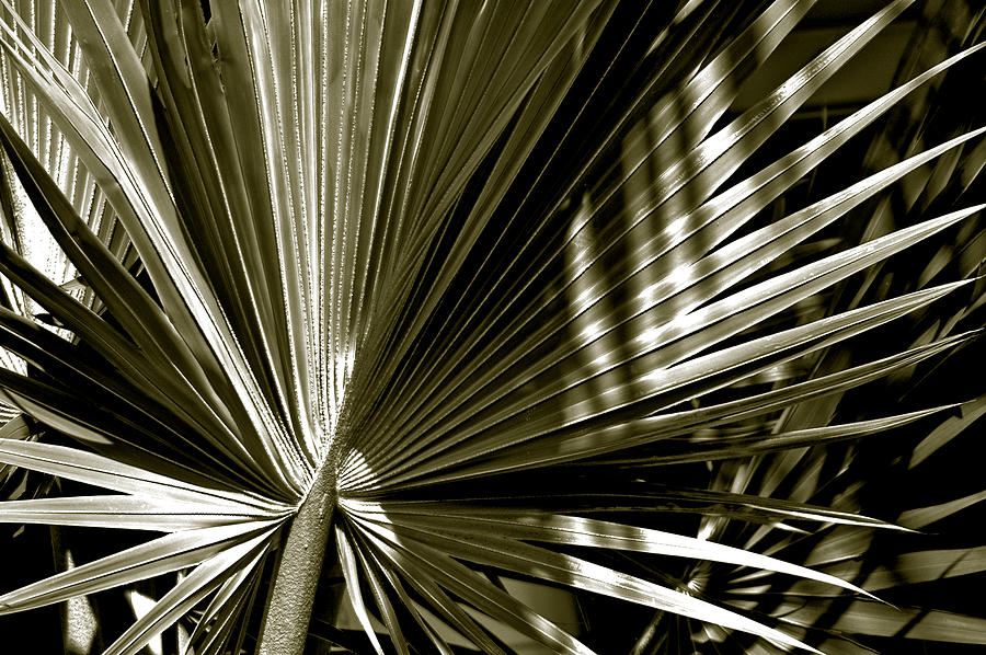 Silver Palm Photograph by Susanne Van Hulst