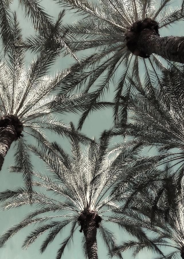 Silver Palms Photograph
