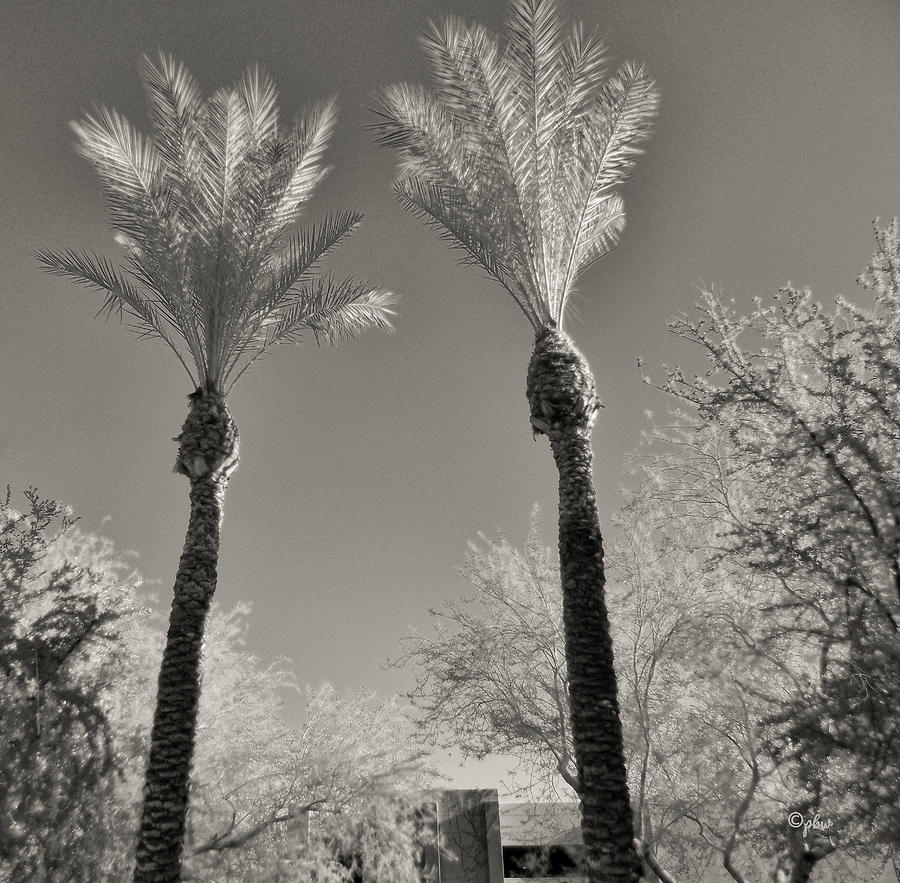 Silver Palms Photograph by Paulette B Wright