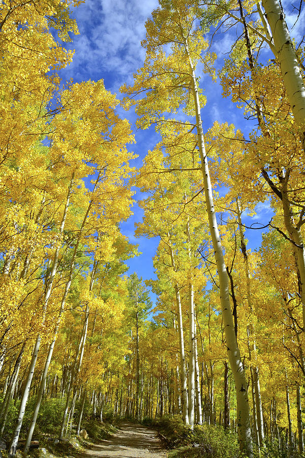 Silver Pick Basin Aspens Photograph by Ray Mathis