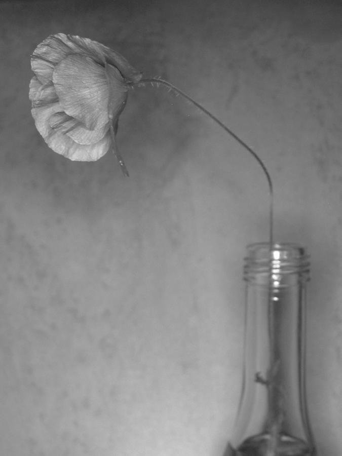 Silver poppy Photograph by Thomas Pipia