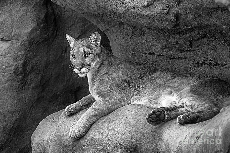 puma aged silver