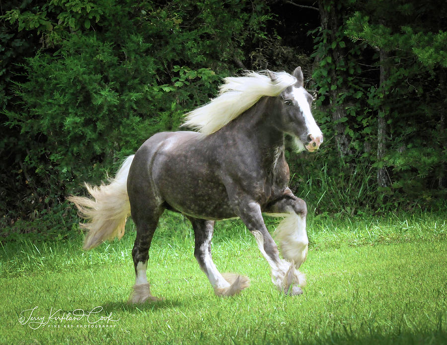 SIlver Reign Just Dazzling Photograph by Terry Kirkland Cook