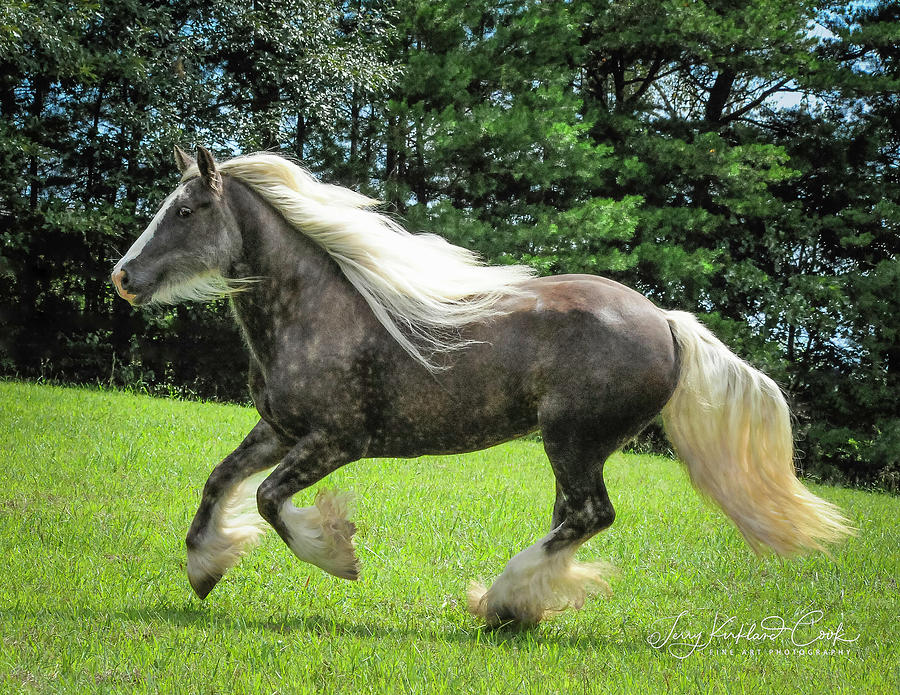 Silver Reign WOW Photograph by Terry Kirkland Cook