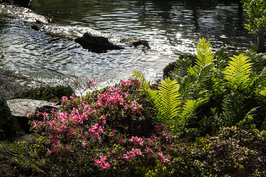 Wild Rhododendrons Photograph - Silver River Wild Rhododendrons and Bright Green Ferns by Georgia Mizuleva