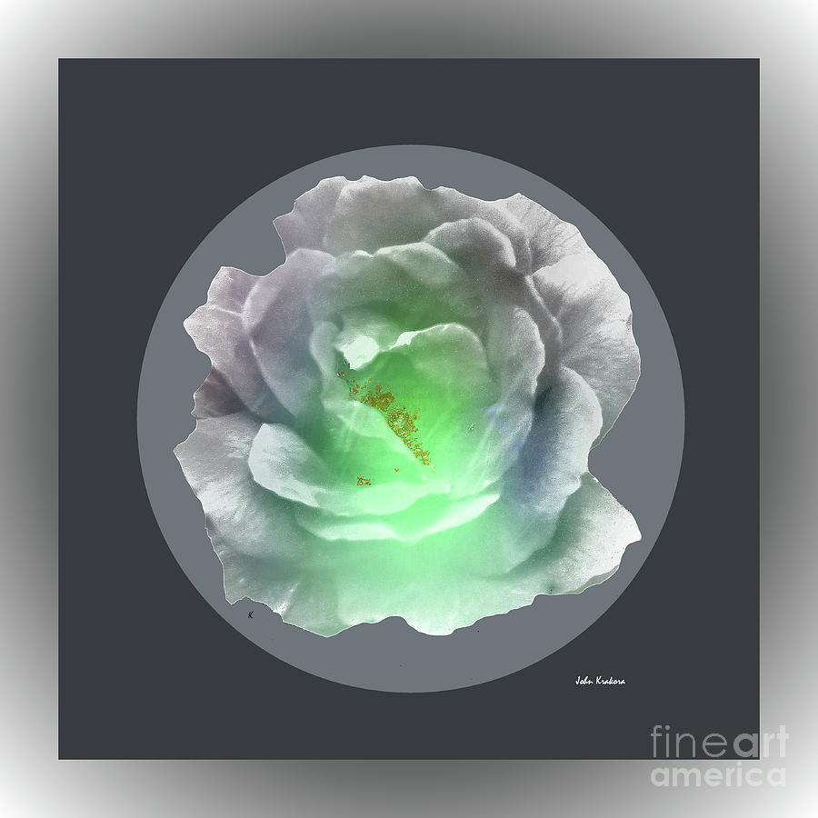Silver Rose Digital Art by John Krakora