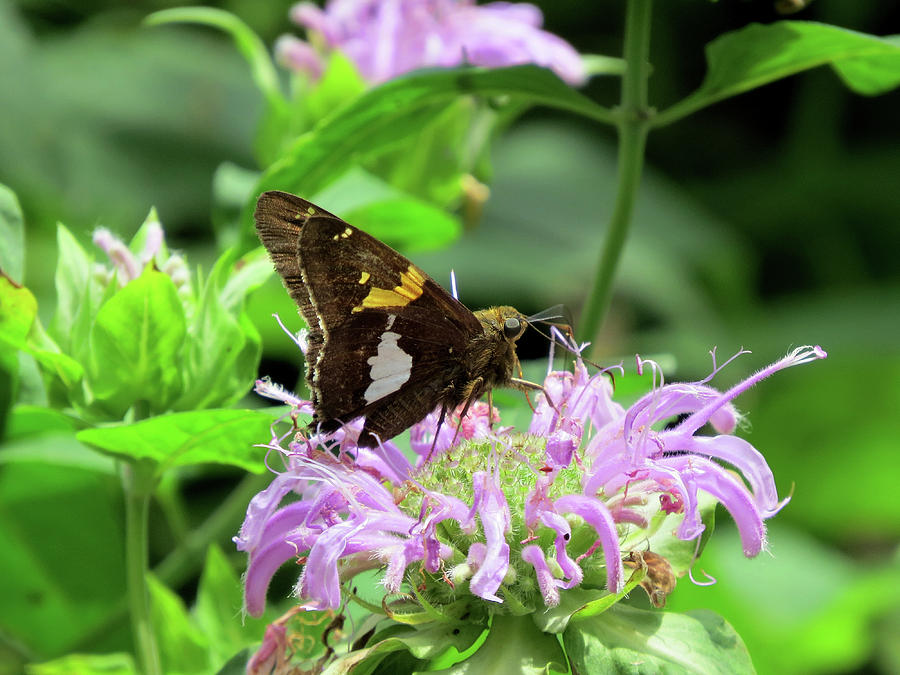 Silver-spotted Skipper Butterfly Photograph by Linda Stern