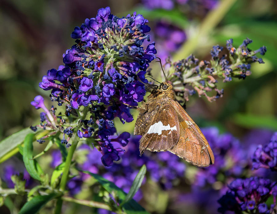 Silver-spotted Skipper on Butterfly Bush Photograph by Michael ...