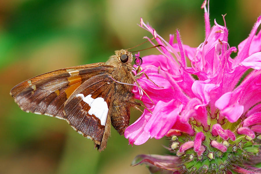 Silver Spotted Skipper with Curled Tongue Photograph by Alan Lenk