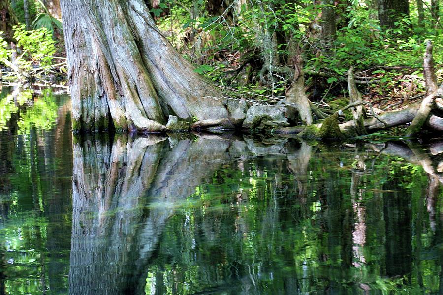 Silver Springs Cypress Photograph by Robert Wilder Jr